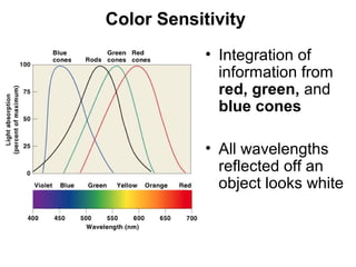 Color Sensitivity
• Integration of
information from
red, green, and
blue cones
• All wavelengths
reflected off an
object looks white

Figure 17–16

 