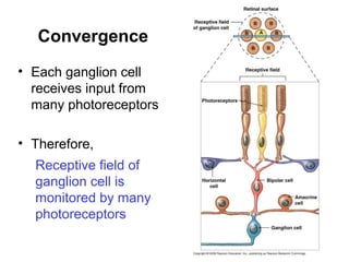 Convergence
• Each ganglion cell
receives input from
many photoreceptors
• Therefore,
Receptive field of
ganglion cell is
monitored by many
photoreceptors

 