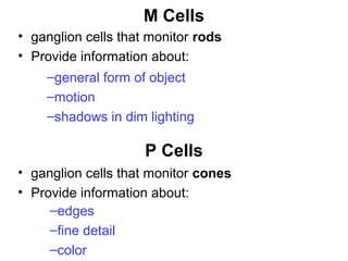 M Cells
• ganglion cells that monitor rods
• Provide information about:
–general form of object
–motion
–shadows in dim lighting

P Cells
• ganglion cells that monitor cones
• Provide information about:
–edges
–fine detail
–color

 