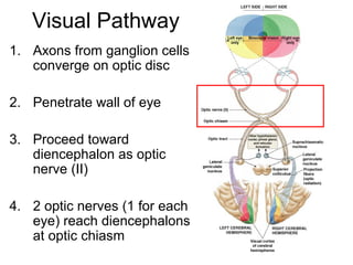 Visual Pathway
1. Axons from ganglion cells
converge on optic disc
2. Penetrate wall of eye
3. Proceed toward
diencephalon as optic
nerve (II)
4. 2 optic nerves (1 for each
eye) reach diencephalons
at optic chiasm
Figure 17–19

 