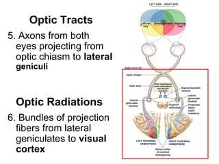 Optic Tracts
5. Axons from both
eyes projecting from
optic chiasm to lateral
geniculi

Optic Radiations
6. Bundles of projection
fibers from lateral
geniculates to visual
cortex

 