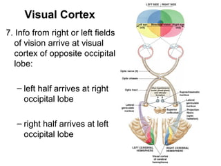Visual Cortex
7. Info from right or left fields
of vision arrive at visual
cortex of opposite occipital
lobe:
– left half arrives at right
occipital lobe
– right half arrives at left
occipital lobe

 