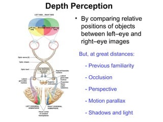 Depth Perception
• By comparing relative
positions of objects
between left–eye and
right–eye images
But, at great distances:
- Previous familiarity
- Occlusion
- Perspective
- Motion parallax
- Shadows and light

Figure 17–19

 