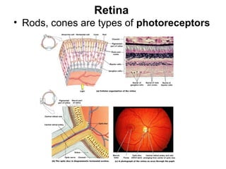 Retina
• Rods, cones are types of photoreceptors

Figure 17–6

 