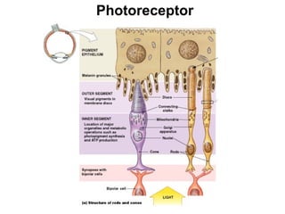 Photoreceptor

Figure 17–13a

 