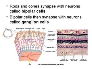 • Rods and cones synapse with neurons
called bipolar cells
• Bipolar cells then synapse with neurons
called ganglion cells

Figure 17–6a

 