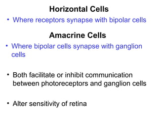 Horizontal Cells
• Where receptors synapse with bipolar cells

Amacrine Cells
• Where bipolar cells synapse with ganglion
cells
• Both facilitate or inhibit communication
between photoreceptors and ganglion cells
• Alter sensitivity of retina

 