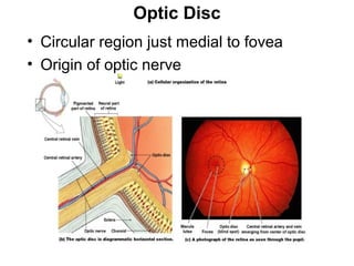 Optic Disc
• Circular region just medial to fovea
• Origin of optic nerve

Figure 17–6b, c

 
