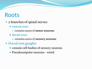 Sensorial Roots Spinal cord Anatomy | PPTX