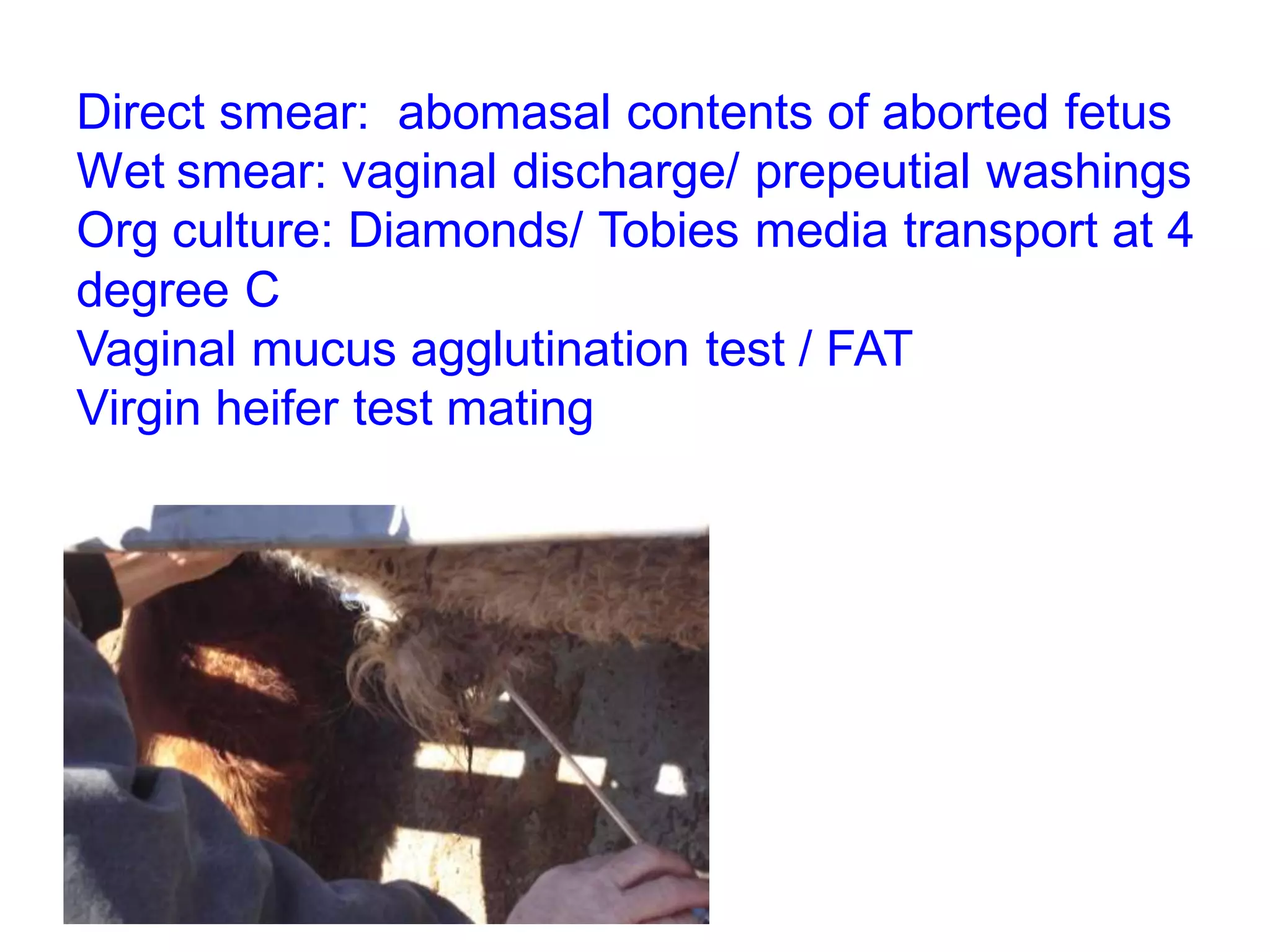Direct smear: abomasal contents of aborted fetus
Wet smear: vaginal discharge/ prepeutial washings
Org culture: Diamonds/ Tobies media transport at 4
degree C
Vaginal mucus agglutination test / FAT
Virgin heifer test mating
 