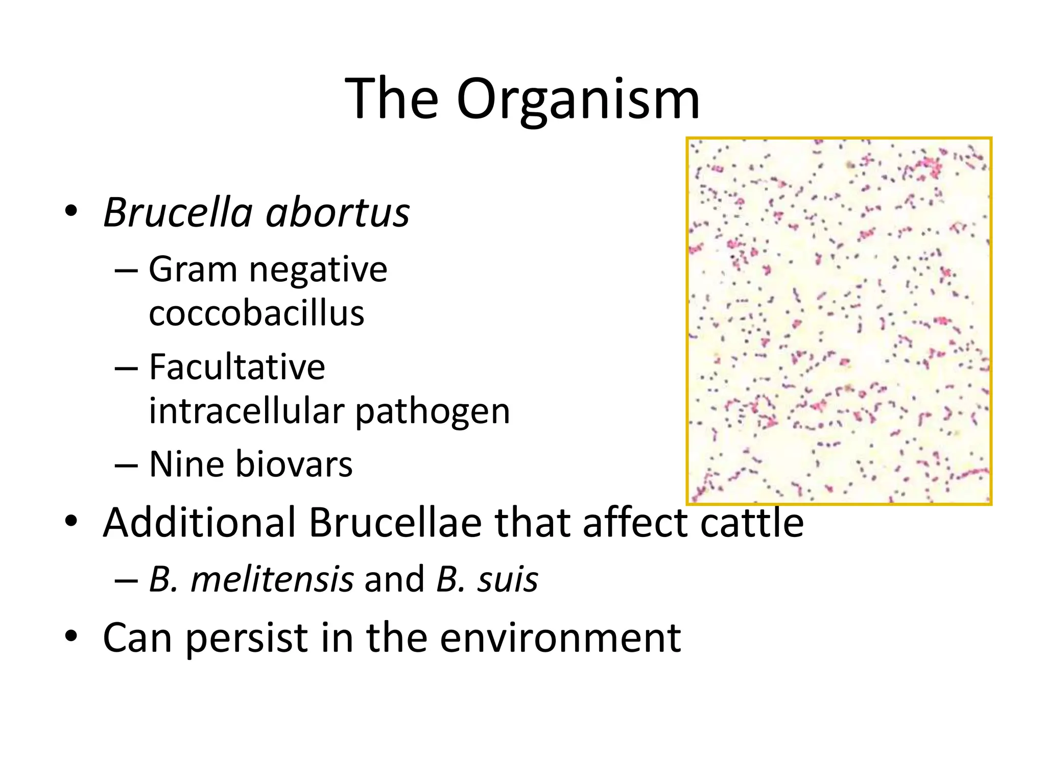 The Organism
• Brucella abortus
– Gram negative
coccobacillus
– Facultative
intracellular pathogen
– Nine biovars
• Additional Brucellae that affect cattle
– B. melitensis and B. suis
• Can persist in the environment
 