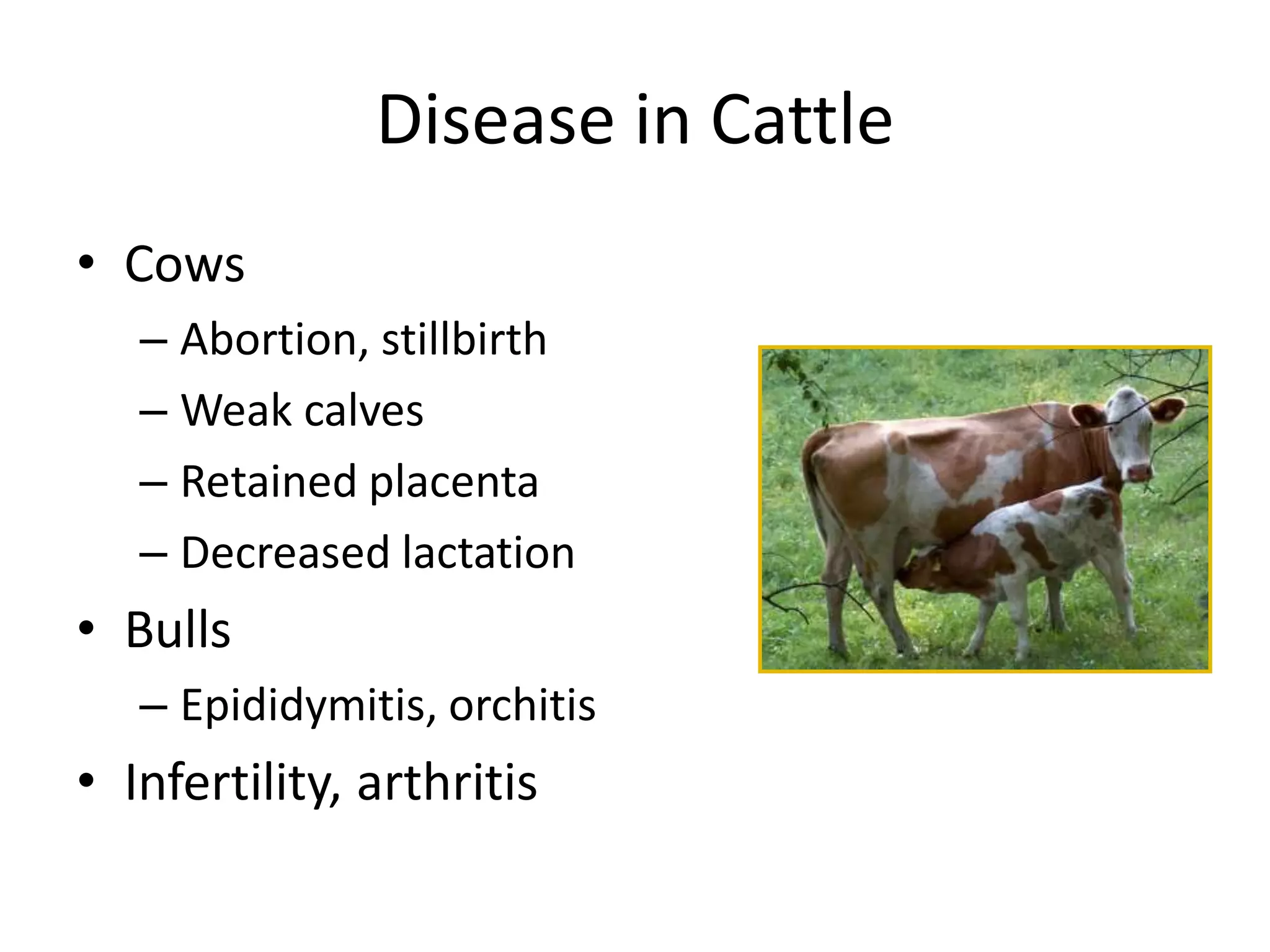 Disease in Cattle
• Cows
– Abortion, stillbirth
– Weak calves
– Retained placenta
– Decreased lactation
• Bulls
– Epididymitis, orchitis
• Infertility, arthritis
 