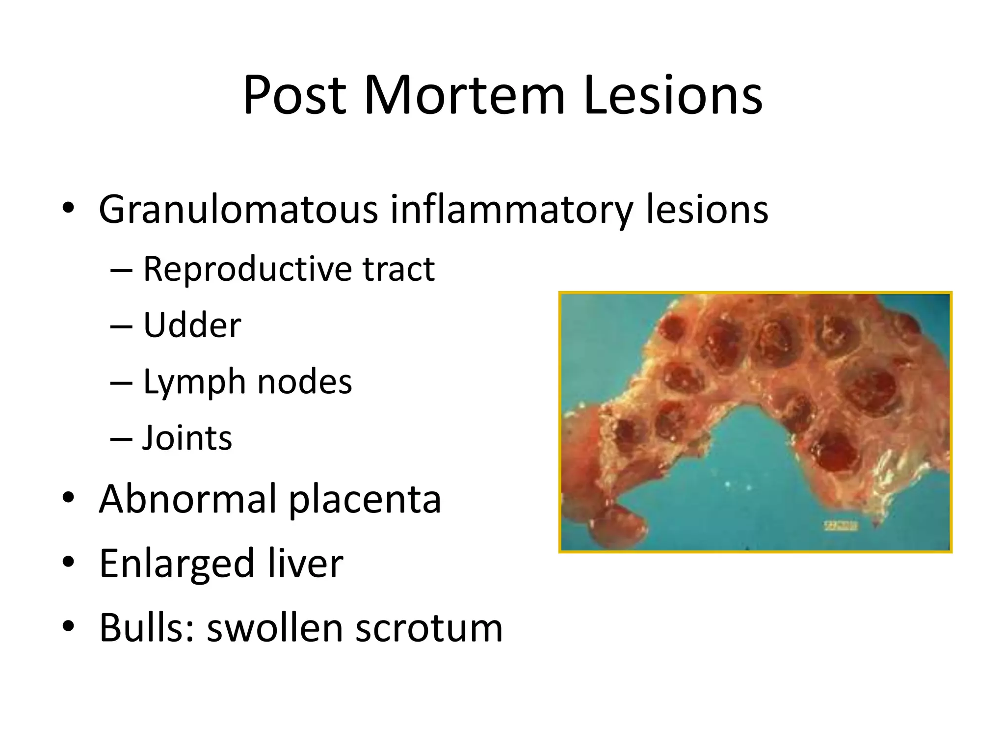 Post Mortem Lesions
• Granulomatous inflammatory lesions
– Reproductive tract
– Udder
– Lymph nodes
– Joints
• Abnormal placenta
• Enlarged liver
• Bulls: swollen scrotum
 