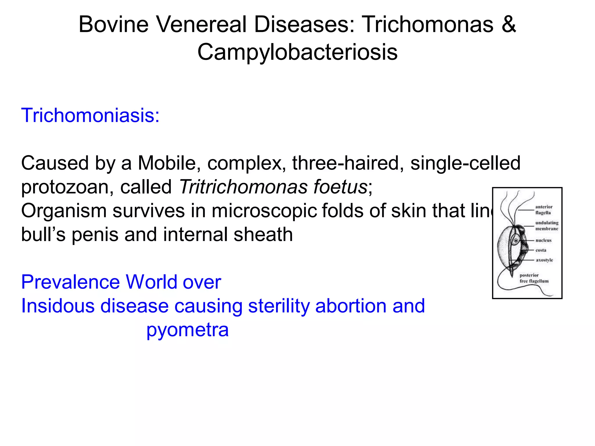 Bovine Venereal Diseases: Trichomonas &
Campylobacteriosis
Trichomoniasis:
Caused by a Mobile, complex, three-haired, single-celled
protozoan, called Tritrichomonas foetus;
Organism survives in microscopic folds of skin that line the
bull’s penis and internal sheath
Prevalence World over
Insidous disease causing sterility abortion and
pyometra
 