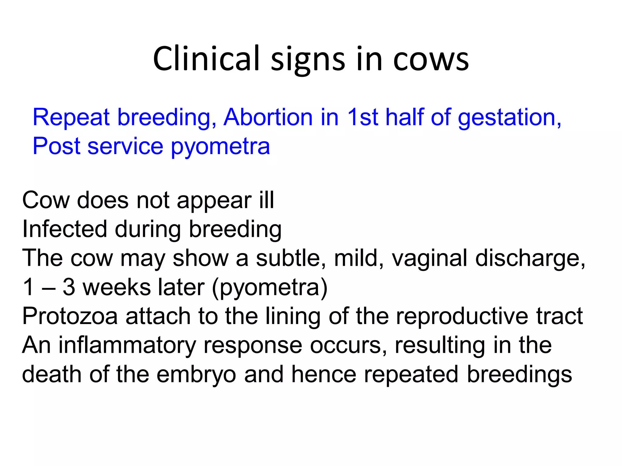 Clinical signs in cows
Repeat breeding, Abortion in 1st half of gestation,
Post service pyometra
Cow does not appear ill
Infected during breeding
The cow may show a subtle, mild, vaginal discharge,
1 – 3 weeks later (pyometra)
Protozoa attach to the lining of the reproductive tract
An inflammatory response occurs, resulting in the
death of the embryo and hence repeated breedings
 