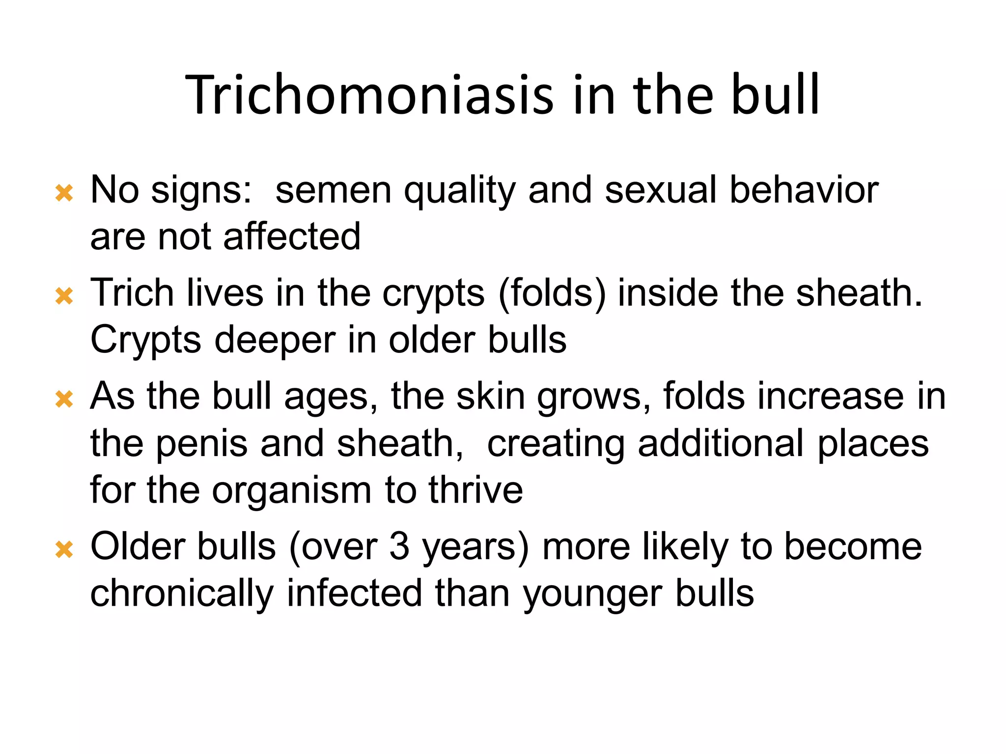 Trichomoniasis in the bull
 No signs: semen quality and sexual behavior
are not affected
 Trich lives in the crypts (folds) inside the sheath.
Crypts deeper in older bulls
 As the bull ages, the skin grows, folds increase in
the penis and sheath, creating additional places
for the organism to thrive
 Older bulls (over 3 years) more likely to become
chronically infected than younger bulls
 