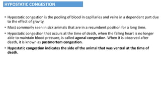 • Hypostatic congestion is the pooling of blood in capillaries and veins in a dependent part due
to the effect of gravity.
• Most commonly seen in sick animals that are in a recumbent position for a long time.
• Hypostatic congestion that occurs at the time of death, when the failing heart is no longer
able to maintain blood pressure, is called agonal congestion. When it is observed after
death, it is known as postmortem congestion.
• Hypostatic congestion indicates the side of the animal that was ventral at the time of
death.
HYPOSTATIC CONGESTION
 