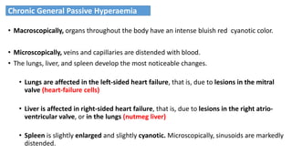 • Macroscopically, organs throughout the body have an intense bluish red cyanotic color.
• Microscopically, veins and capillaries are distended with blood.
• The lungs, liver, and spleen develop the most noticeable changes.
• Lungs are affected in the left-sided heart failure, that is, due to lesions in the mitral
valve (heart-failure cells)
• Liver is affected in right-sided heart failure, that is, due to lesions in the right atrio-
ventricular valve, or in the lungs (nutmeg liver)
• Spleen is slightly enlarged and slightly cyanotic. Microscopically, sinusoids are markedly
distended.
Chronic General Passive Hyperaemia
 