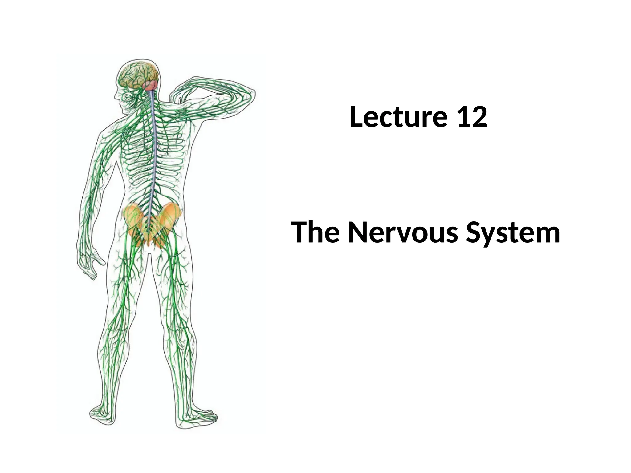 Lecture 12 Nervous system Modified S2 20232024.pptx