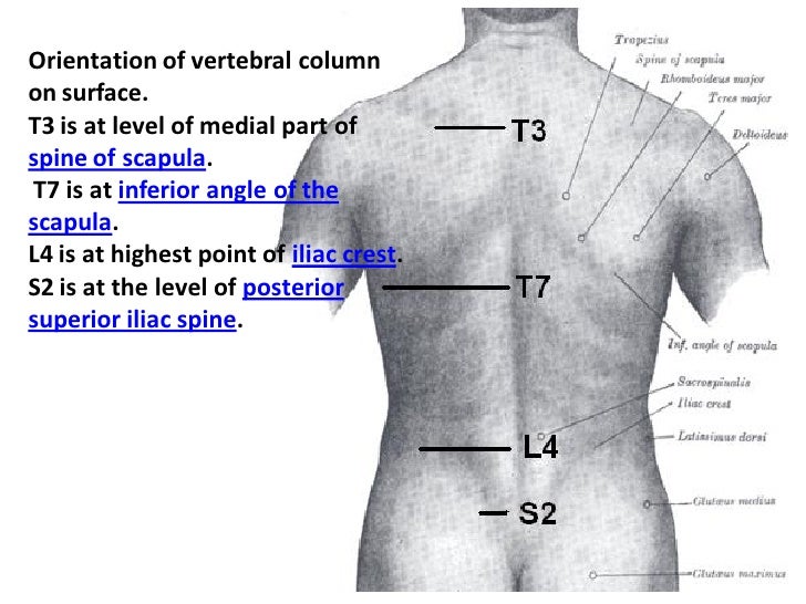 Lecture 12 the skeleton embryology pdf