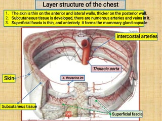 Lecture 12 Topographic anatomy of the chest.pdf