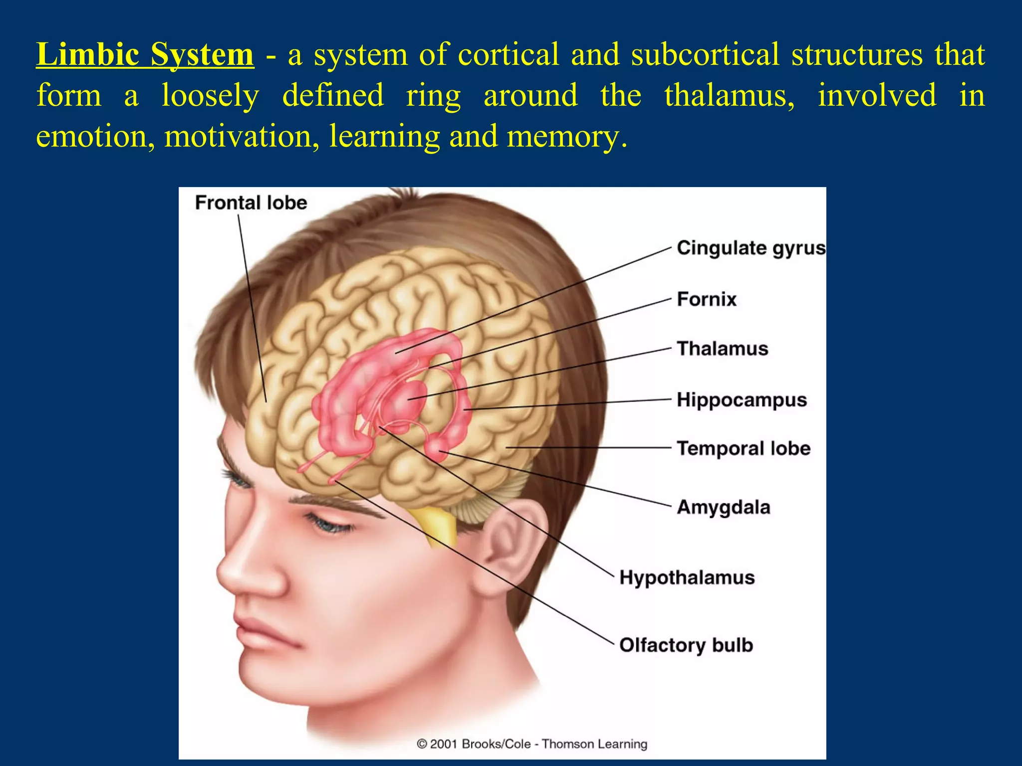 Limbic System - a system of cortical and subcortical structures that
form a loosely defined ring around the thalamus, involved in
emotion, motivation, learning and memory.
 