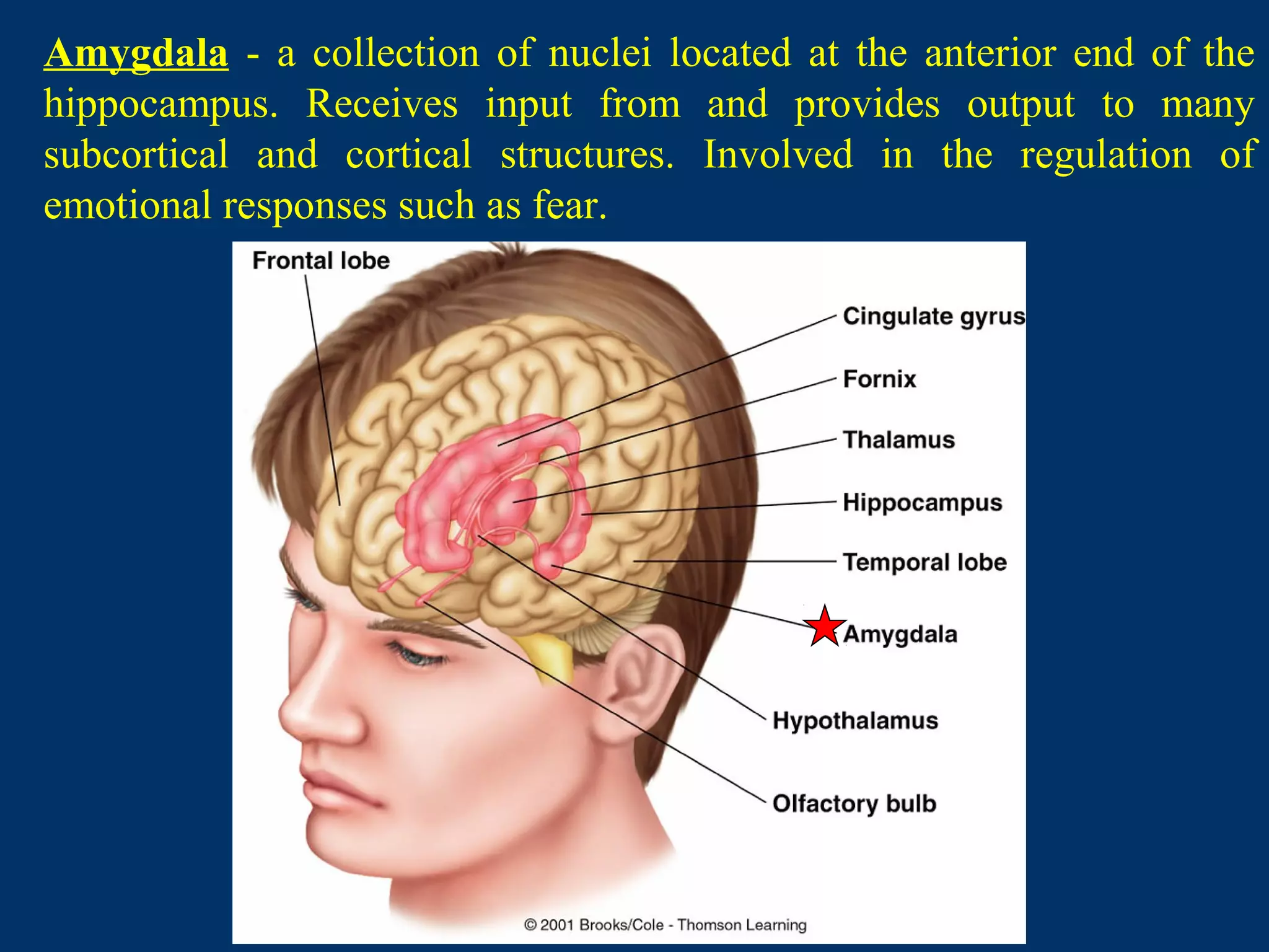 Amygdala - a collection of nuclei located at the anterior end of the
hippocampus. Receives input from and provides output to many
subcortical and cortical structures. Involved in the regulation of
emotional responses such as fear.
 