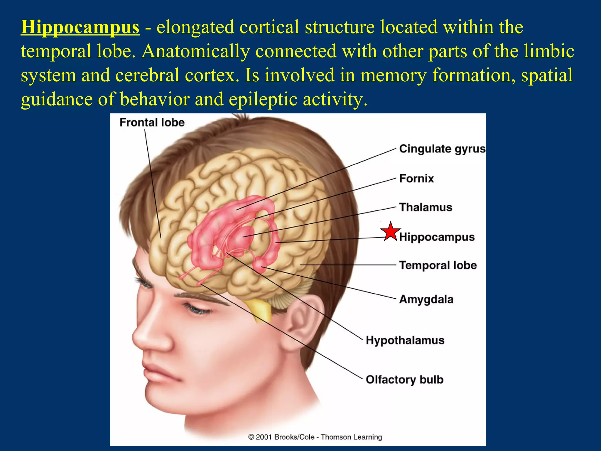 Hippocampus - elongated cortical structure located within the
temporal lobe. Anatomically connected with other parts of the limbic
system and cerebral cortex. Is involved in memory formation, spatial
guidance of behavior and epileptic activity.
 