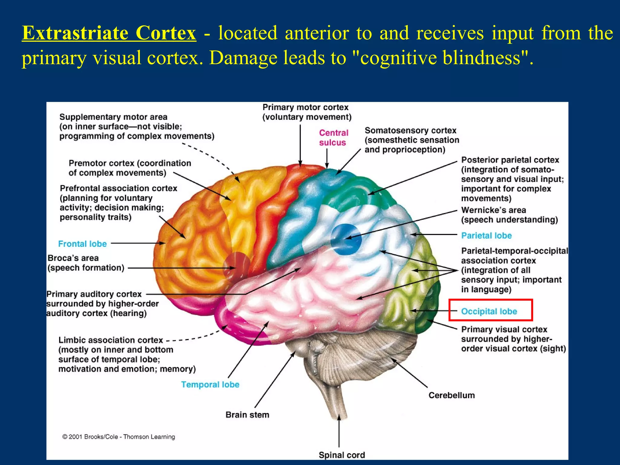 Extrastriate Cortex - located anterior to and receives input from the
primary visual cortex. Damage leads to "cognitive blindness".
 