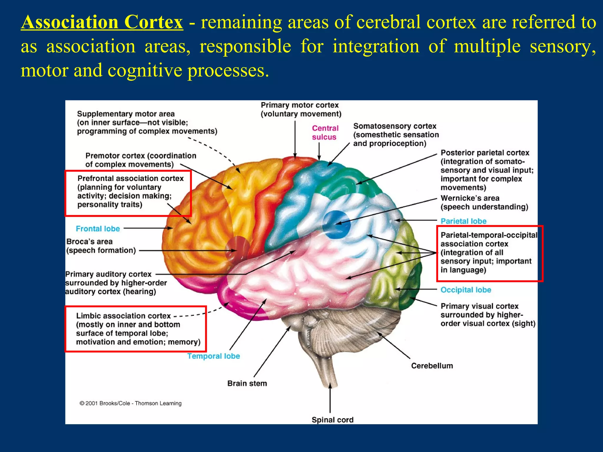 Association Cortex - remaining areas of cerebral cortex are referred to
as association areas, responsible for integration of multiple sensory,
motor and cognitive processes.
 