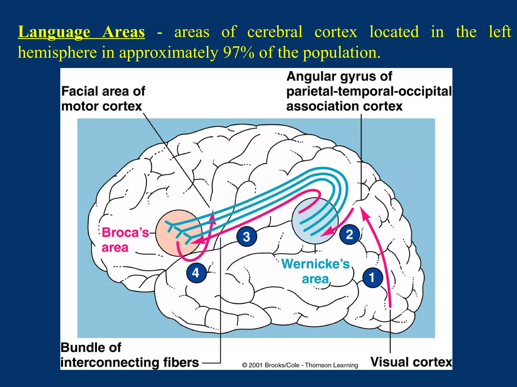 Language Areas - areas of cerebral cortex located in the left
hemisphere in approximately 97% of the population.
 