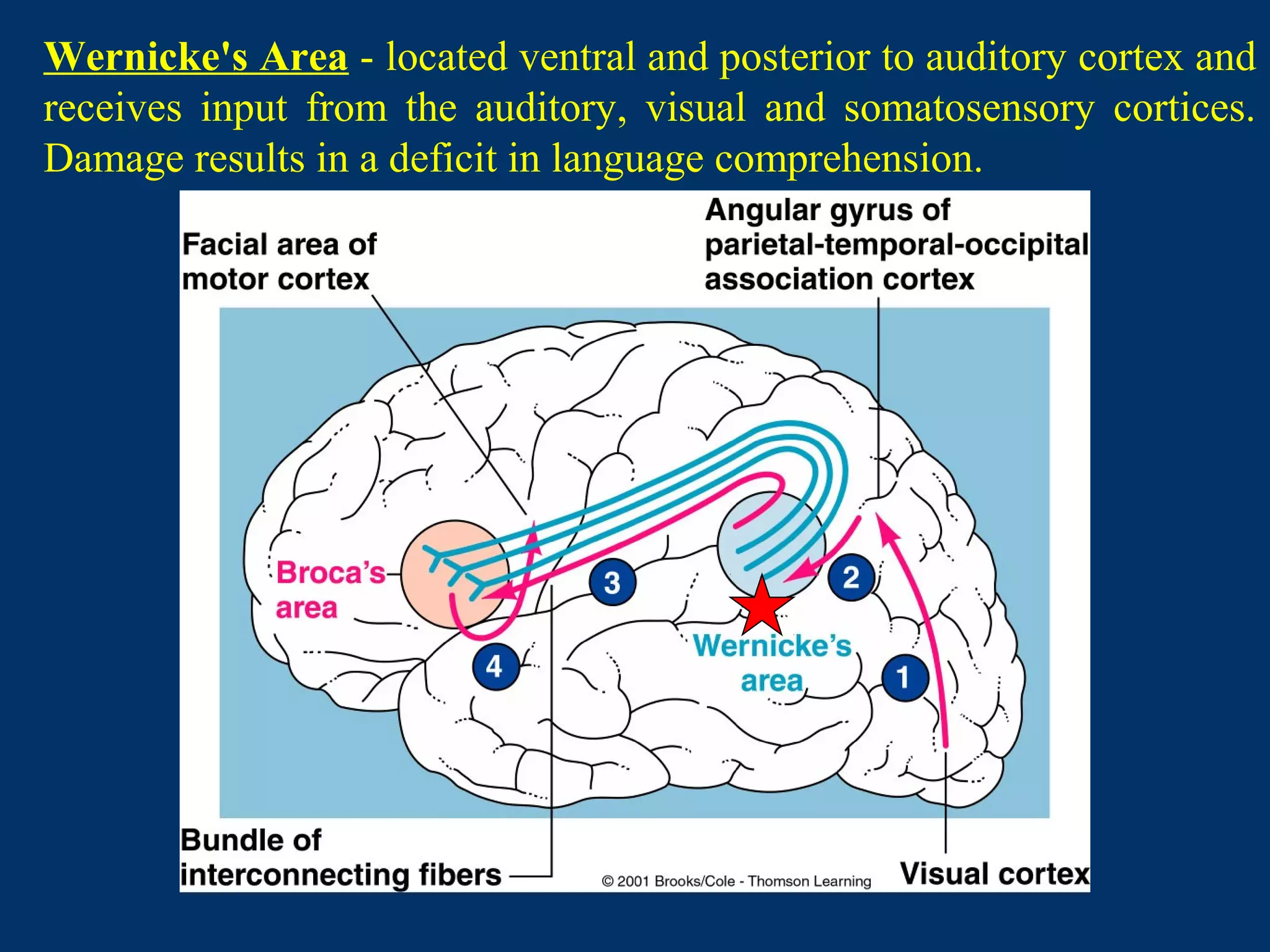 Wernicke's Area - located ventral and posterior to auditory cortex and
receives input from the auditory, visual and somatosensory cortices.
Damage results in a deficit in language comprehension.
 