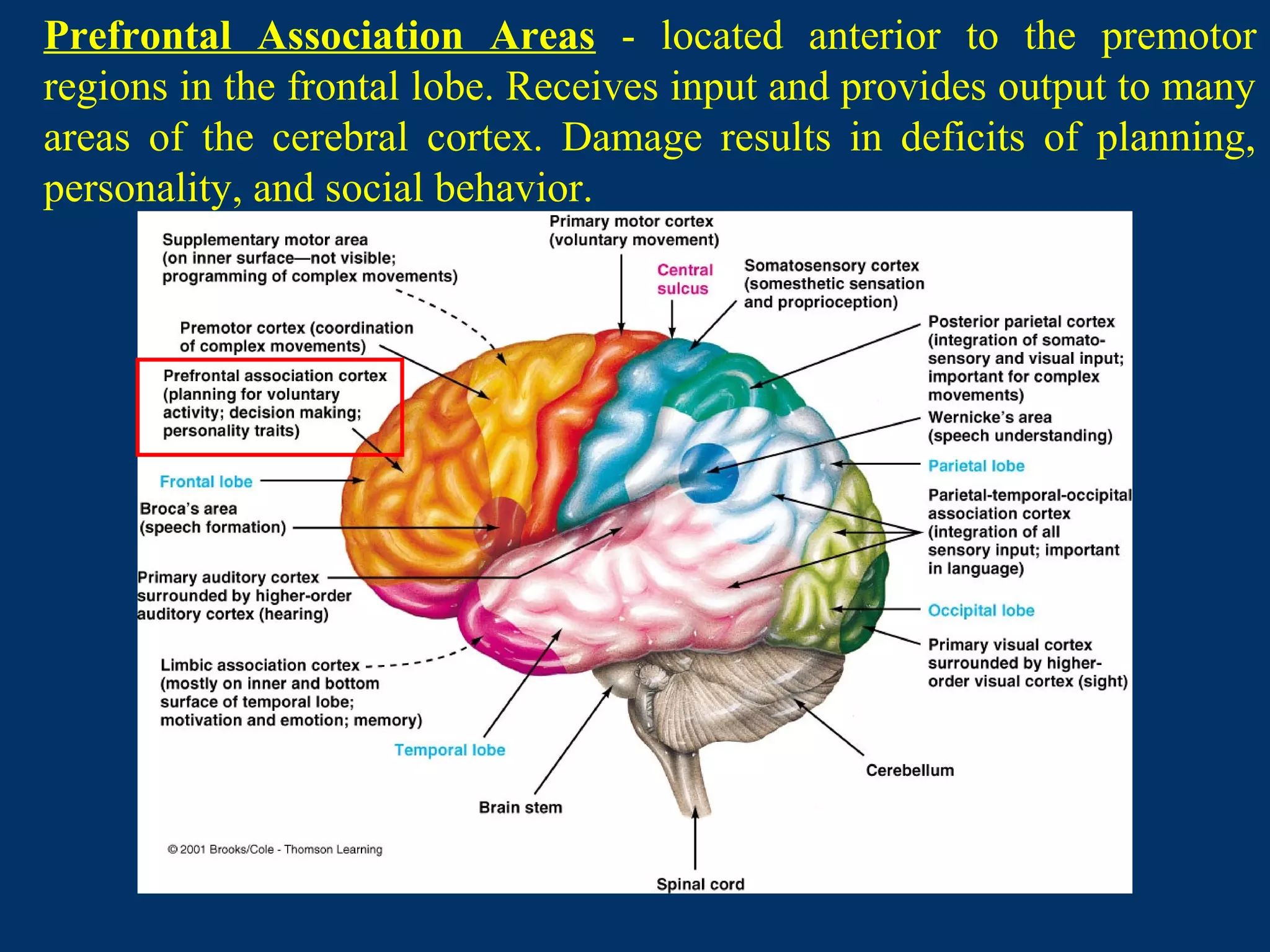 Prefrontal Association Areas - located anterior to the premotor
regions in the frontal lobe. Receives input and provides output to many
areas of the cerebral cortex. Damage results in deficits of planning,
personality, and social behavior.
 