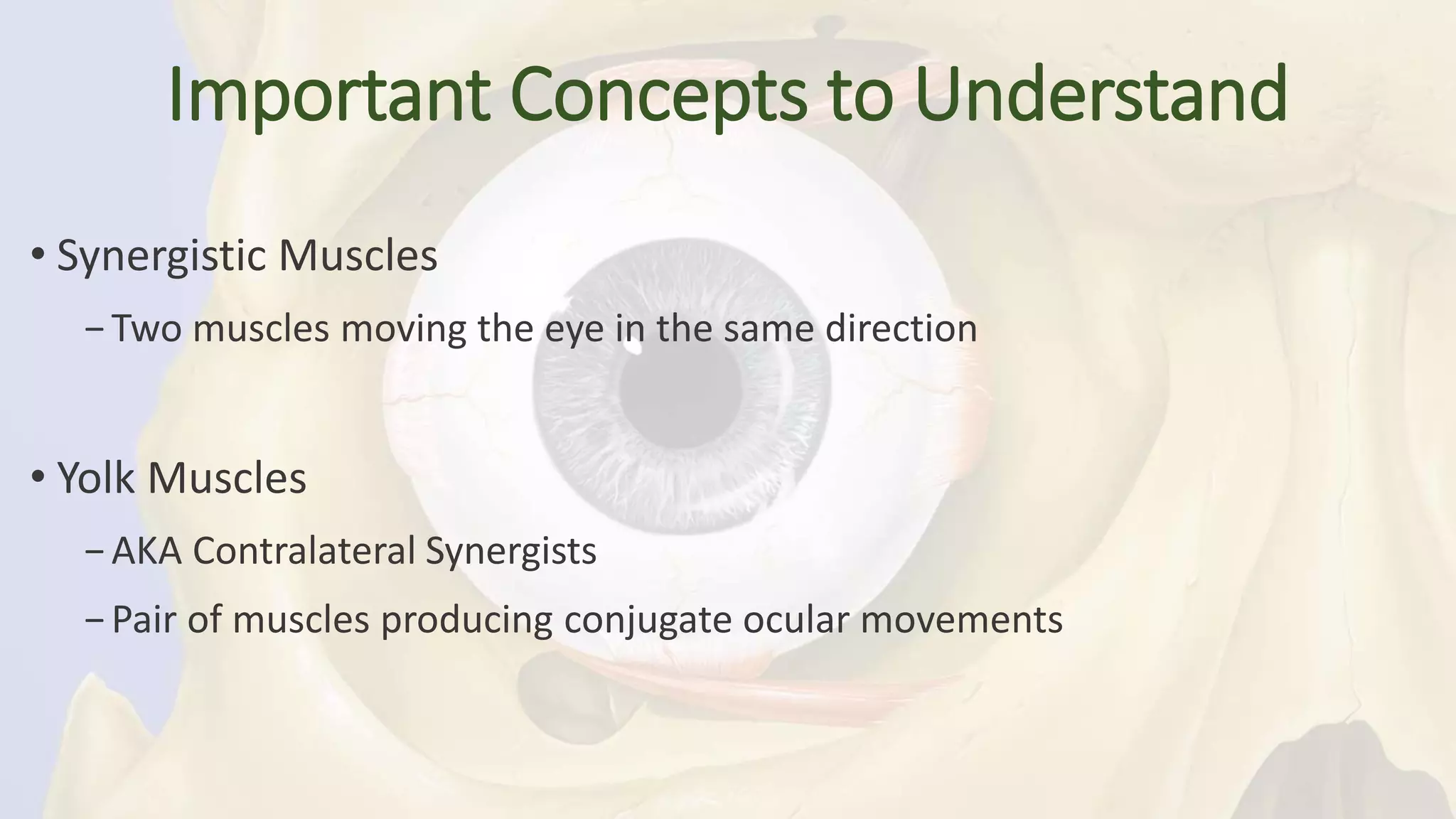 Sherrington’s Law PPT