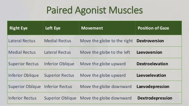 eye app test Sherringtonâs Law