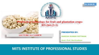 Production technology for fruit and plantation crops-
HT-244 (2+1)
PRESENTED BY:
RAKESH KUMAR PATTNAIK
Asst. Prof. Horticulture
MITS INSTITUTE OF PROFESSIONAL STUDIES
Dt- 24-06-20
LECTURE 14. CASHEW
 