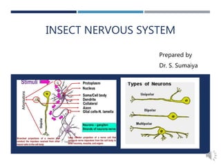 INSECT NERVOUS SYSTEM
Prepared by
Dr. S. Sumaiya
 