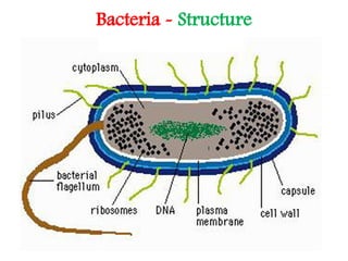 Map Bacterial Structure Comprehensive Overview of Bacterial Cell Structure, Size, Shape, and ...