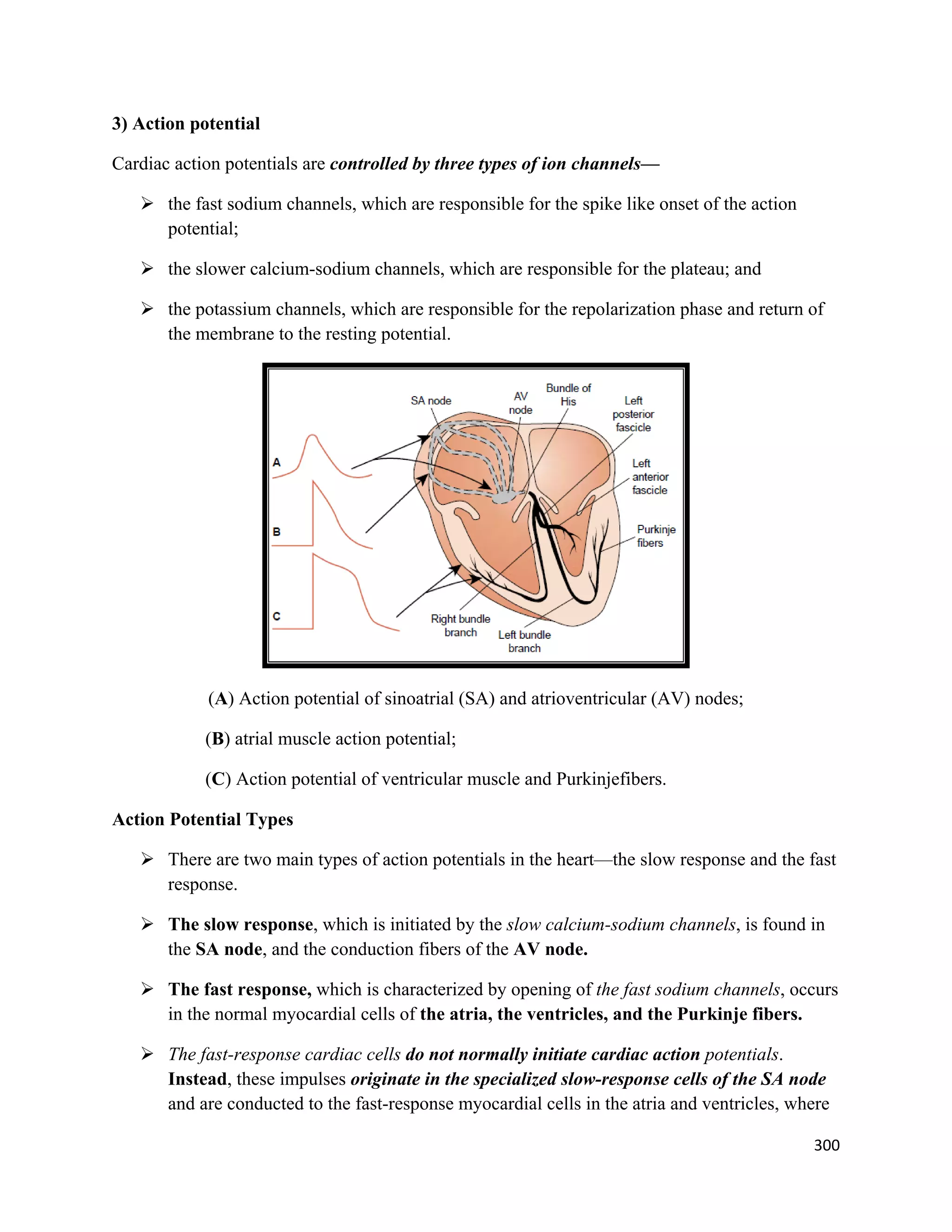 300 
 
3) Action potential
Cardiac action potentials are controlled by three types of ion channels—
 the fast sodium channels, which are responsible for the spike like onset of the action
potential;
 the slower calcium-sodium channels, which are responsible for the plateau; and
 the potassium channels, which are responsible for the repolarization phase and return of
the membrane to the resting potential.
(A) Action potential of sinoatrial (SA) and atrioventricular (AV) nodes;
(B) atrial muscle action potential;
(C) Action potential of ventricular muscle and Purkinjefibers.
Action Potential Types
 There are two main types of action potentials in the heart—the slow response and the fast
response.
 The slow response, which is initiated by the slow calcium-sodium channels, is found in
the SA node, and the conduction fibers of the AV node.
 The fast response, which is characterized by opening of the fast sodium channels, occurs
in the normal myocardial cells of the atria, the ventricles, and the Purkinje fibers.
 The fast-response cardiac cells do not normally initiate cardiac action potentials.
Instead, these impulses originate in the specialized slow-response cells of the SA node
and are conducted to the fast-response myocardial cells in the atria and ventricles, where
 