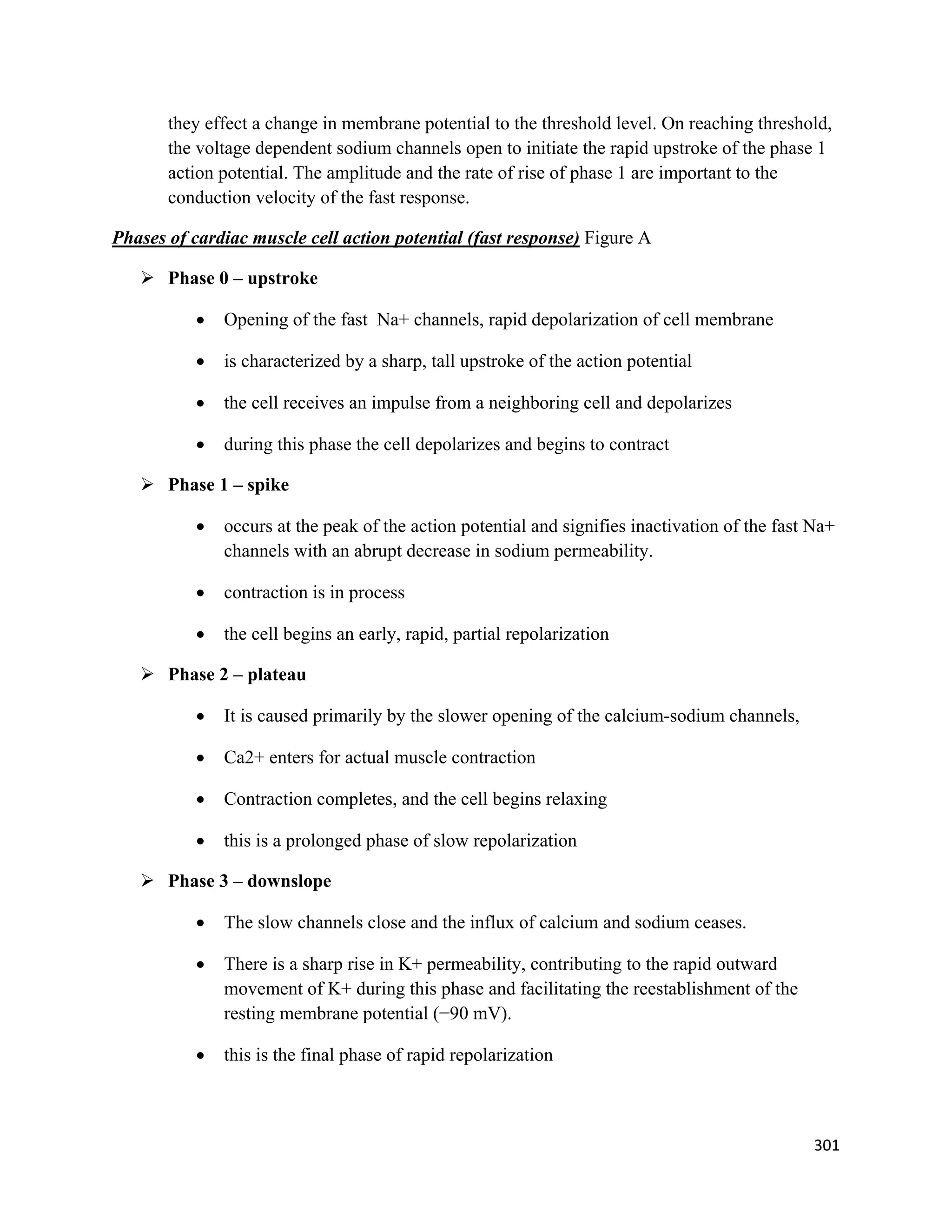 301 
 
they effect a change in membrane potential to the threshold level. On reaching threshold,
the voltage dependent sodium channels open to initiate the rapid upstroke of the phase 1
action potential. The amplitude and the rate of rise of phase 1 are important to the
conduction velocity of the fast response.
Phases of cardiac muscle cell action potential (fast response) Figure A
 Phase 0 – upstroke
 Opening of the fast Na+ channels, rapid depolarization of cell membrane
 is characterized by a sharp, tall upstroke of the action potential
 the cell receives an impulse from a neighboring cell and depolarizes
 during this phase the cell depolarizes and begins to contract
 Phase 1 – spike
 occurs at the peak of the action potential and signifies inactivation of the fast Na+
channels with an abrupt decrease in sodium permeability.
 contraction is in process
 the cell begins an early, rapid, partial repolarization
 Phase 2 – plateau
 It is caused primarily by the slower opening of the calcium-sodium channels,
 Ca2+ enters for actual muscle contraction
 Contraction completes, and the cell begins relaxing
 this is a prolonged phase of slow repolarization
 Phase 3 – downslope
 The slow channels close and the influx of calcium and sodium ceases.
 There is a sharp rise in K+ permeability, contributing to the rapid outward
movement of K+ during this phase and facilitating the reestablishment of the
resting membrane potential (−90 mV).
 this is the final phase of rapid repolarization
 