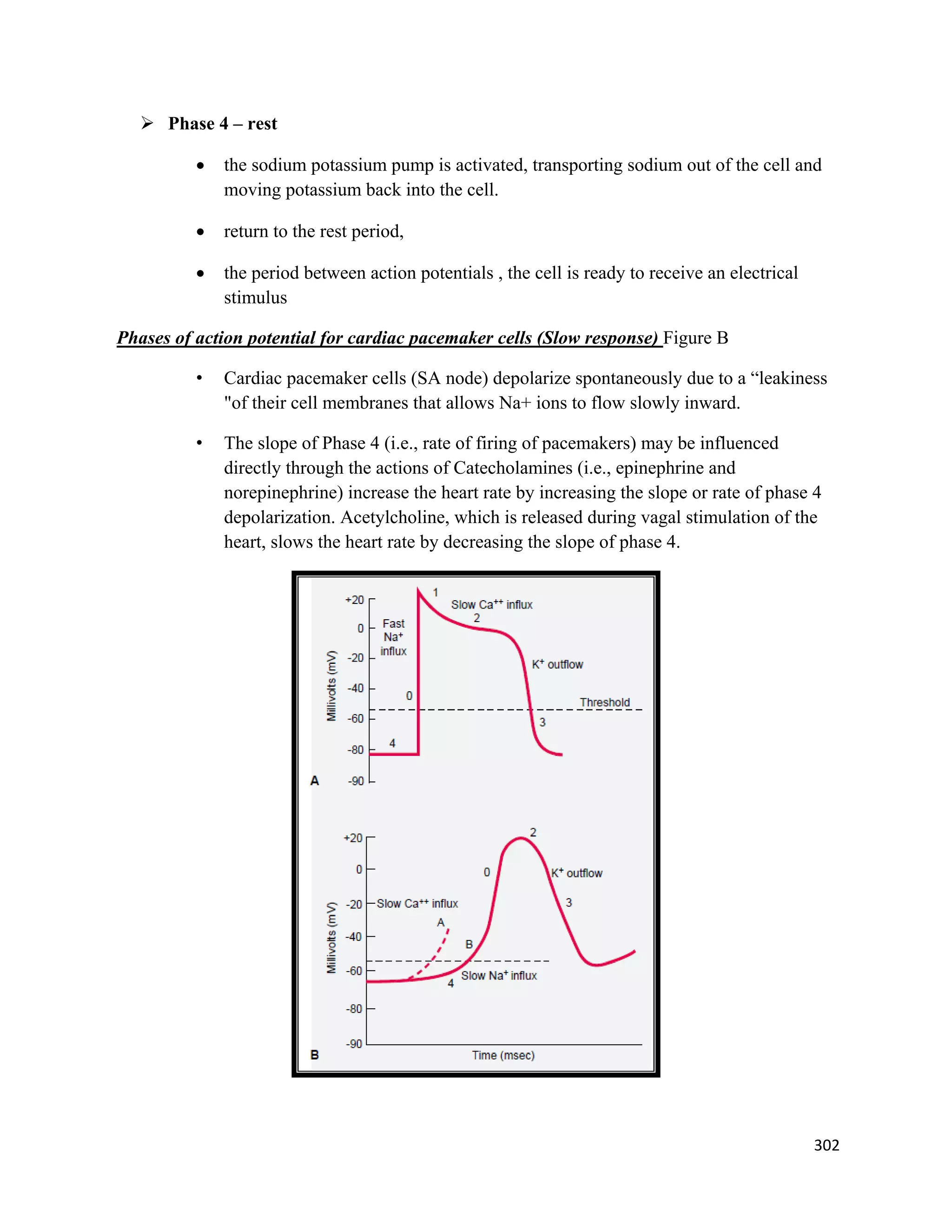 302 
 
 Phase 4 – rest
 the sodium potassium pump is activated, transporting sodium out of the cell and
moving potassium back into the cell.
 return to the rest period,
 the period between action potentials , the cell is ready to receive an electrical
stimulus
Phases of action potential for cardiac pacemaker cells (Slow response) Figure B
• Cardiac pacemaker cells (SA node) depolarize spontaneously due to a “leakiness
"of their cell membranes that allows Na+ ions to flow slowly inward.
• The slope of Phase 4 (i.e., rate of firing of pacemakers) may be influenced
directly through the actions of Catecholamines (i.e., epinephrine and
norepinephrine) increase the heart rate by increasing the slope or rate of phase 4
depolarization. Acetylcholine, which is released during vagal stimulation of the
heart, slows the heart rate by decreasing the slope of phase 4.
 