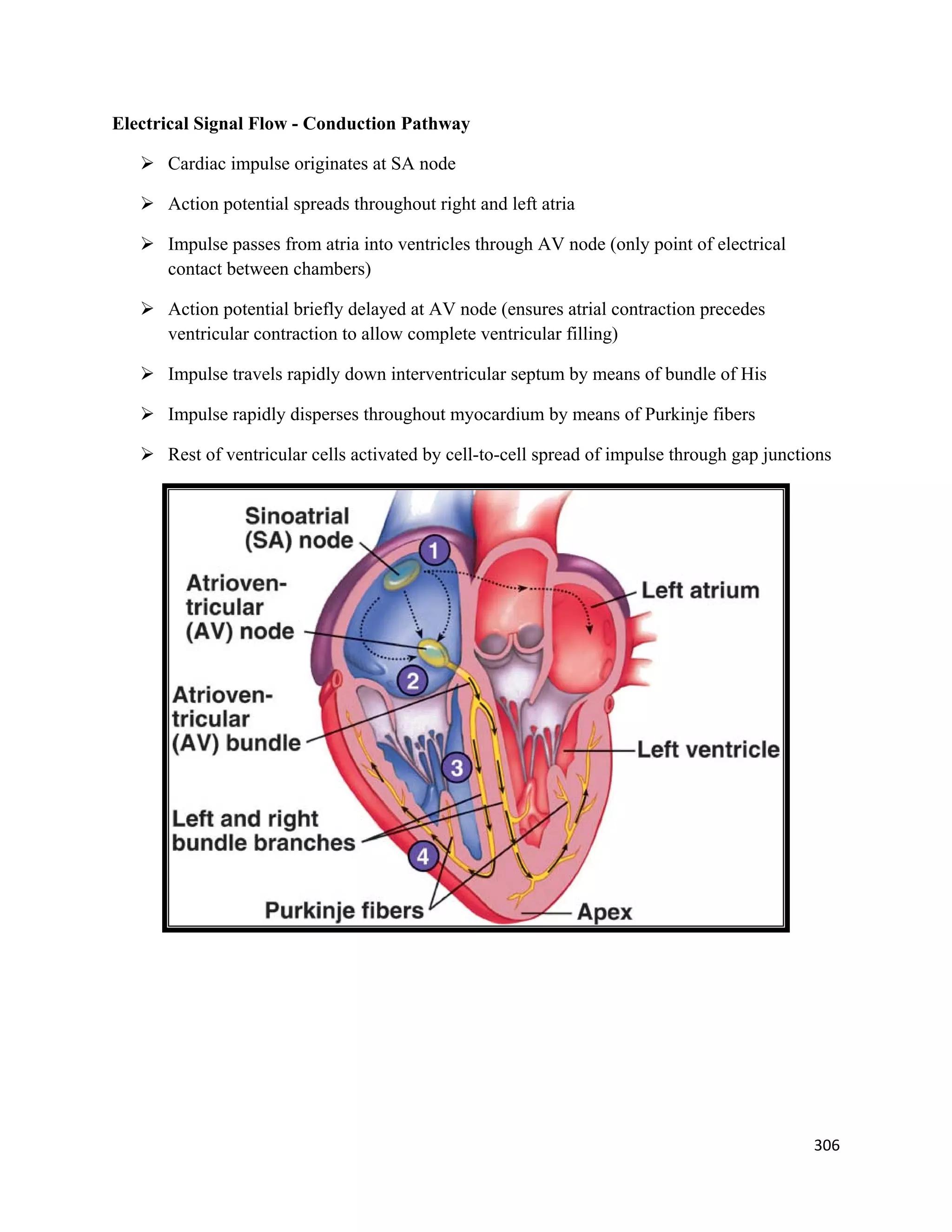 306 
 
Electrical Signal Flow - Conduction Pathway
 Cardiac impulse originates at SA node
 Action potential spreads throughout right and left atria
 Impulse passes from atria into ventricles through AV node (only point of electrical
contact between chambers)
 Action potential briefly delayed at AV node (ensures atrial contraction precedes
ventricular contraction to allow complete ventricular filling)
 Impulse travels rapidly down interventricular septum by means of bundle of His
 Impulse rapidly disperses throughout myocardium by means of Purkinje fibers
 Rest of ventricular cells activated by cell-to-cell spread of impulse through gap junctions
 