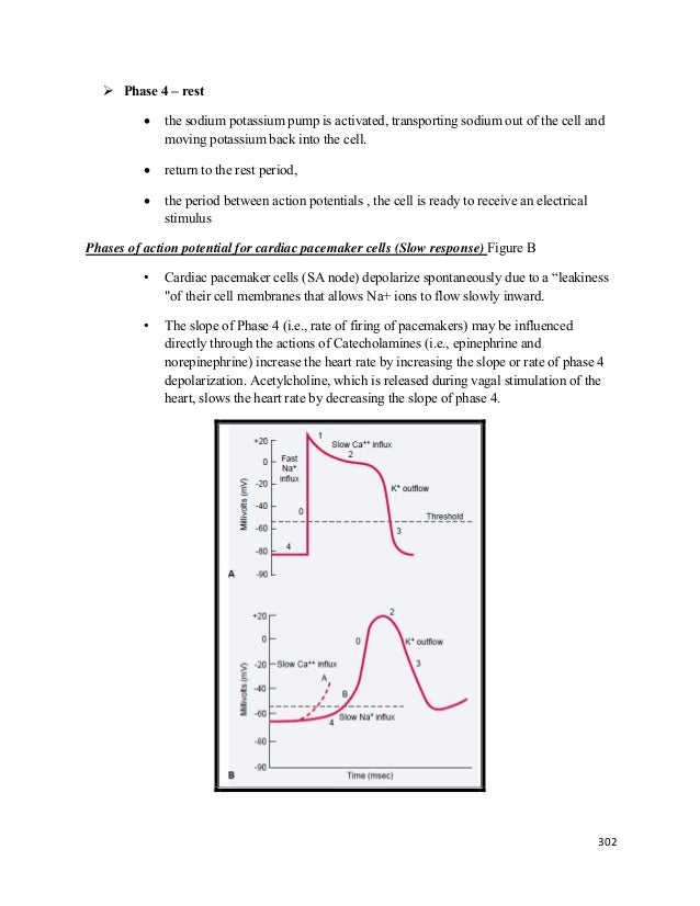 Cardiac pacemaker Essays