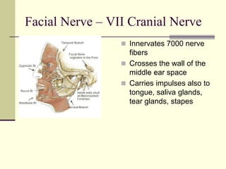 Facial Nerve – VII Cranial Nerve
 Innervates 7000 nerve
fibers
 Crosses the wall of the
middle ear space
 Carries impulses also to
tongue, saliva glands,
tear glands, stapes
 