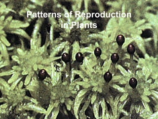 Patterns of Reproduction in Plants 