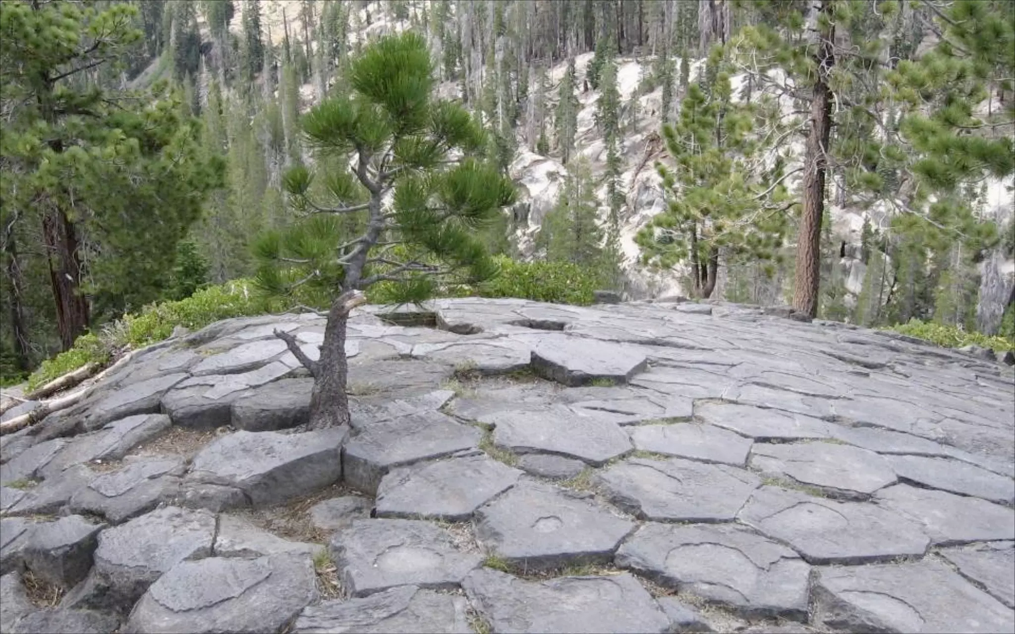 Trees can grow anywhere!
 