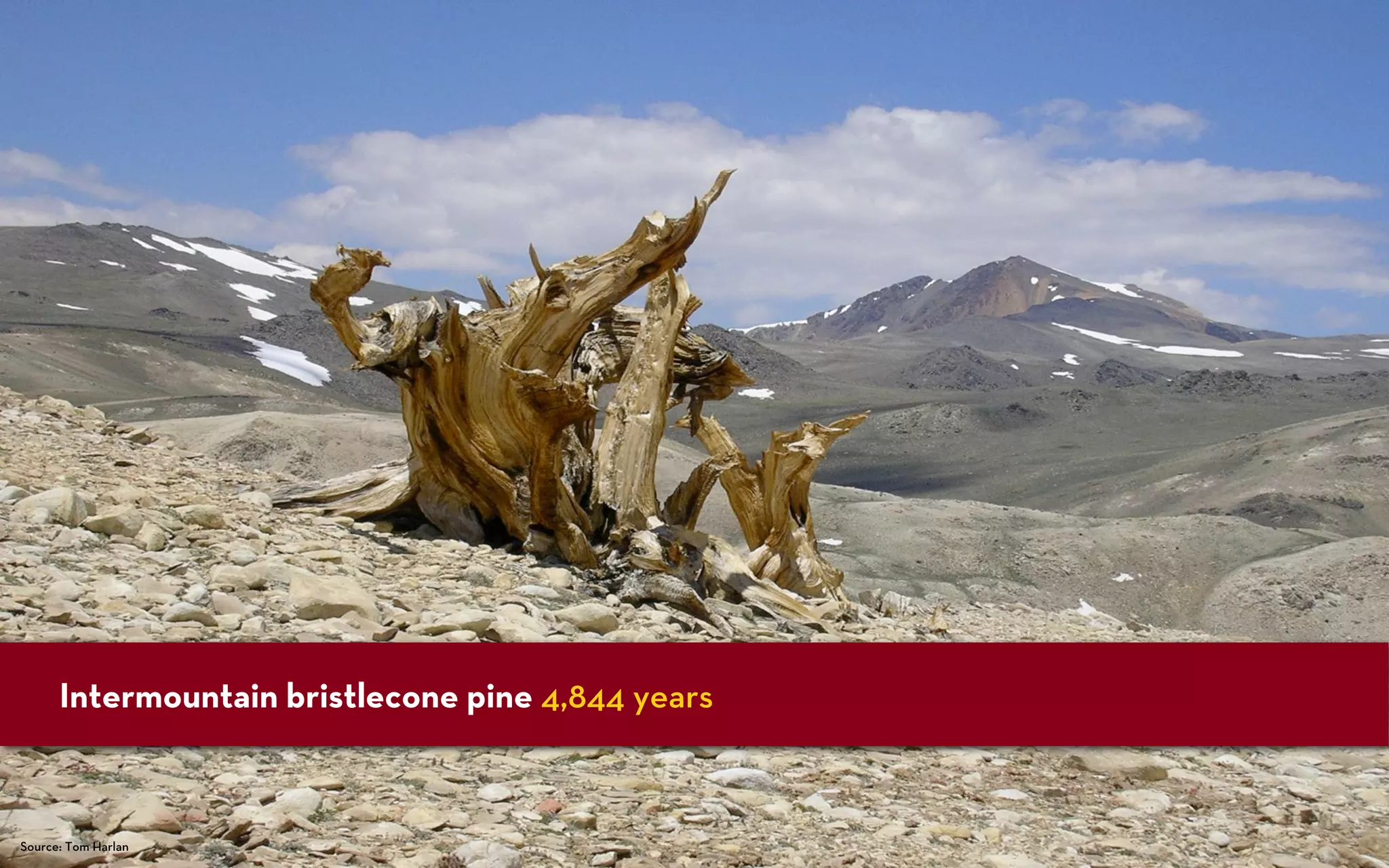 Intermountain bristlecone pine 4,844 years



Source: Tom Harlan
 