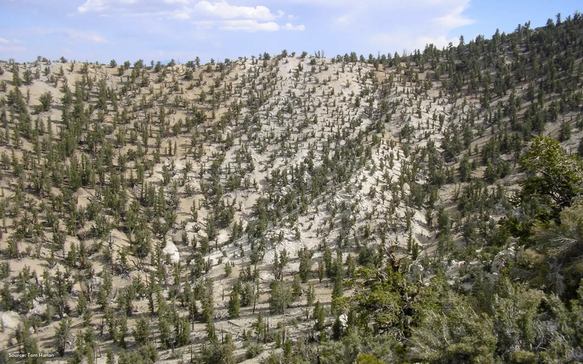 Methuselah Ridge




Source: Tom Harlan
 