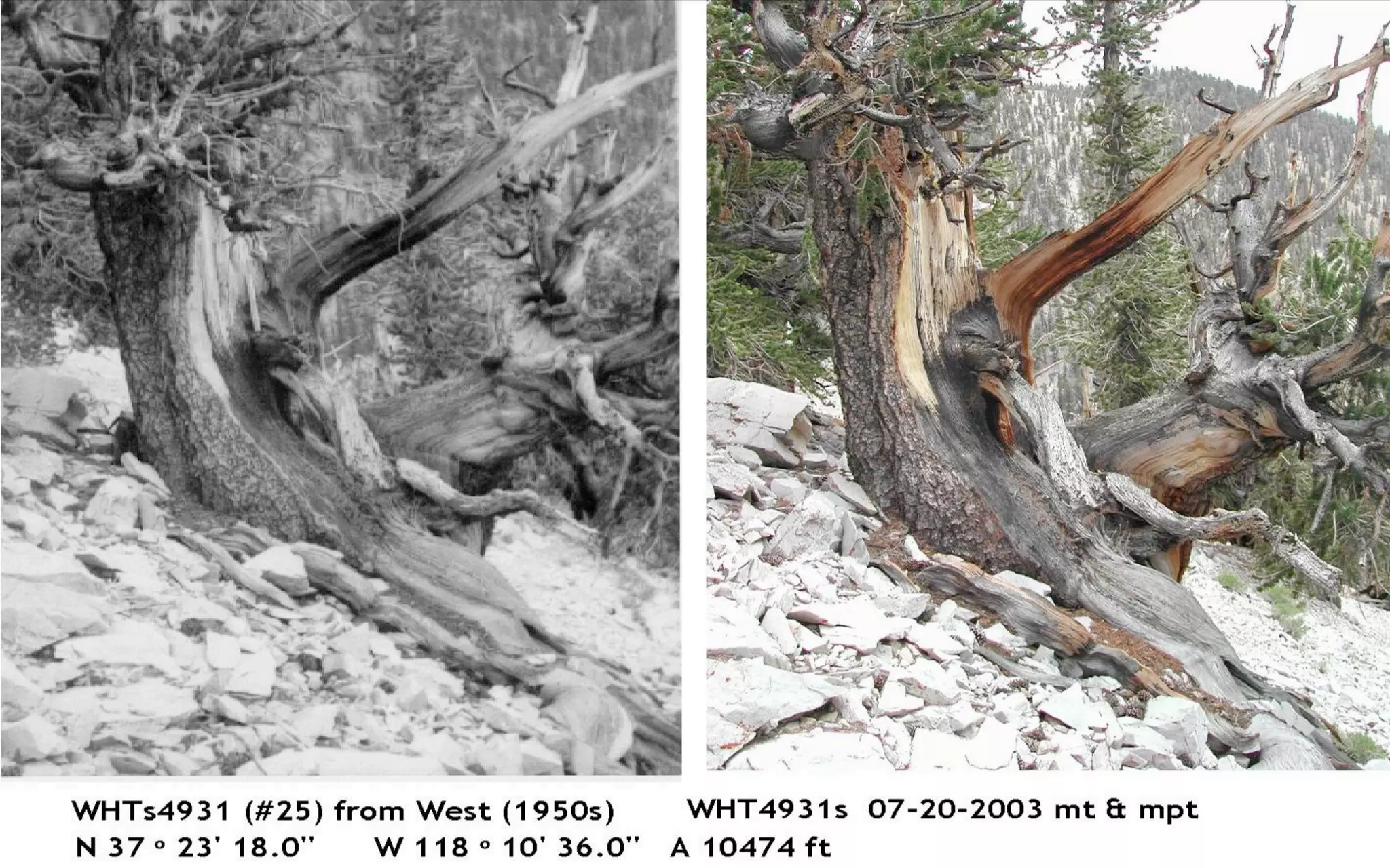 Bristlecone comparison photos
 