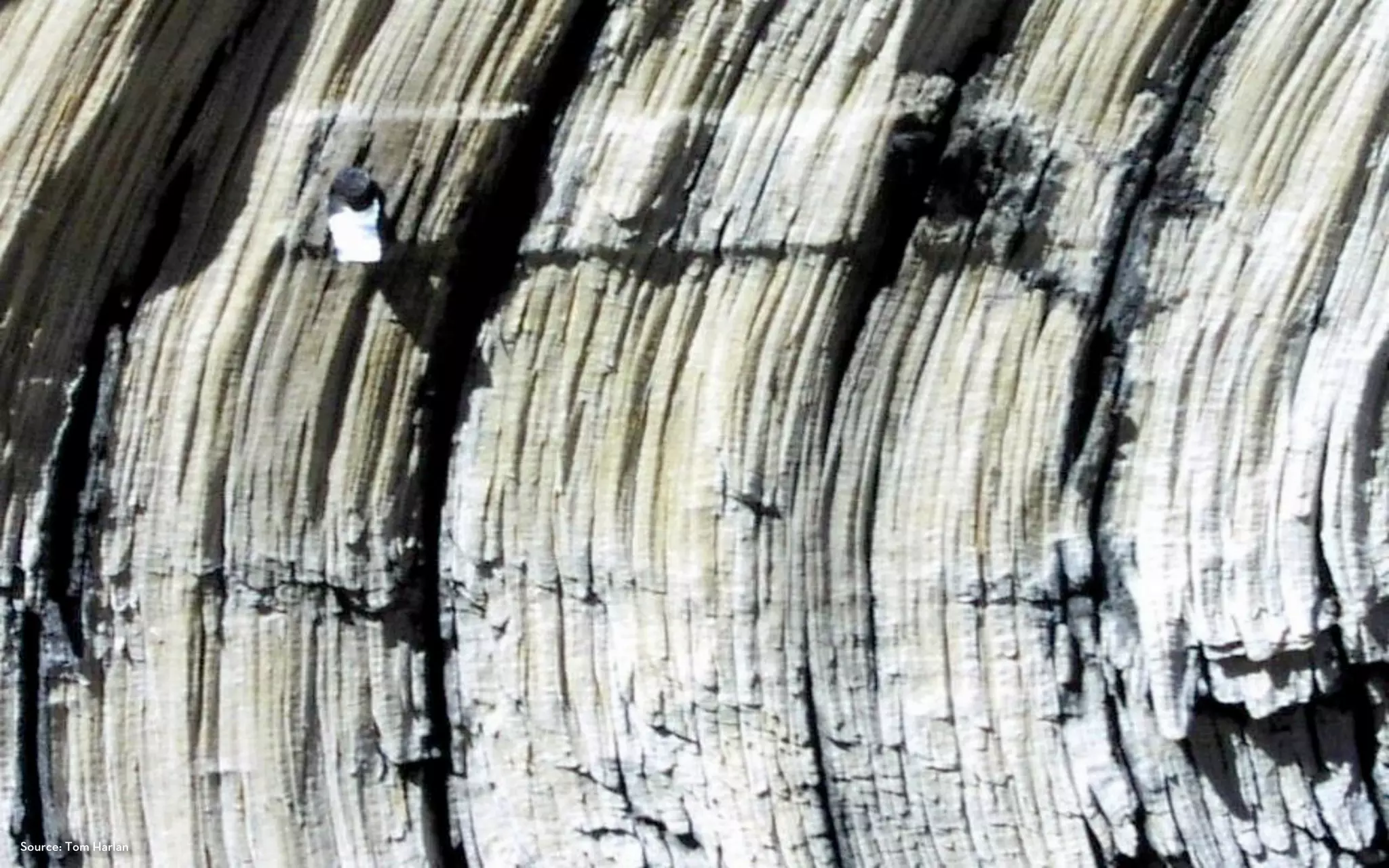 Wind erosion on bristlecone tag




Source: Tom Harlan
 